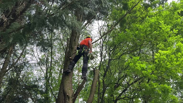 Best Residential Tree Removal  in USA